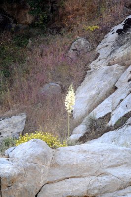 DSC_7135 California Mountain Flowers.jpg