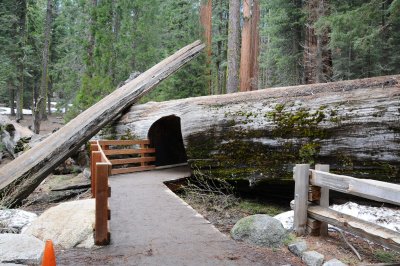 DSC_7166 Sequoia Tree Cutout.jpg