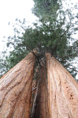 DSC_7212 Sequoia 3 Trees Together.jpg