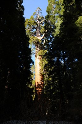 DSC_7238 Sequoia.jpg