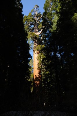 DSC_7239 Sequoia Gen Grant.jpg