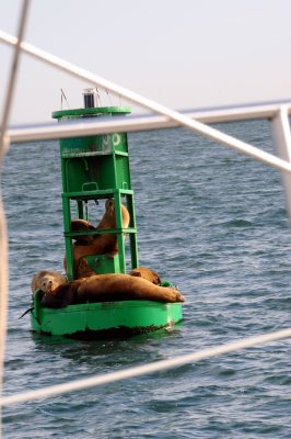 DSC_7472 Sea Lions on a Marker.jpg