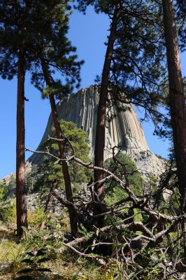 Devil's Tower In the Trees.jpg