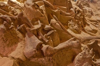 Mammoth Dig Teeth & Bones.jpg
