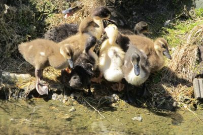Goslings