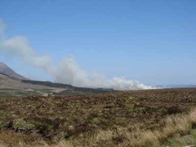 Gorse Fire