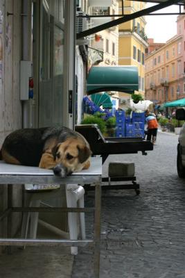 Lazy Dog
