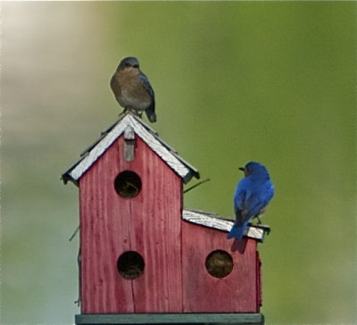 backyard_bluebirds