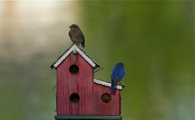 backyard_bluebirds