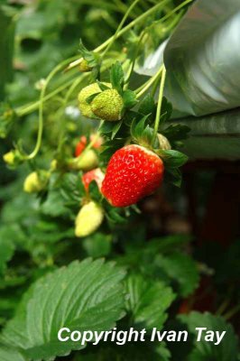 CameronHighlands_0028.jpg