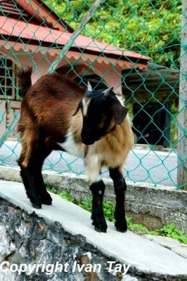 CameronHighlands_0050.jpg