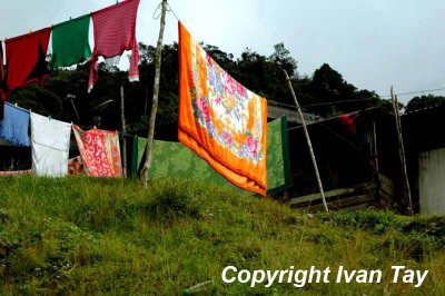 CameronHighlands_0055.jpg
