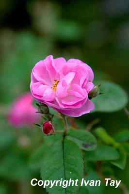 CameronHighlands_0093.jpg