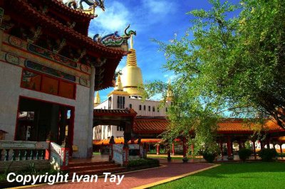 Bodhi tree and Hall of Amrta Vinaya