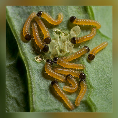 rupsen__caterpillars