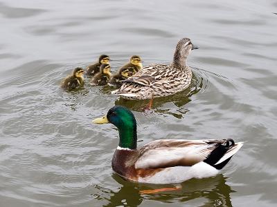 Duck Family.JPG