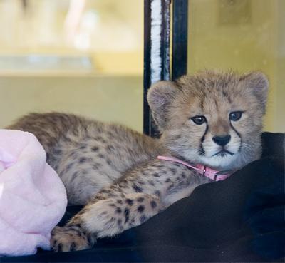 Cheetah Taini 2 months old