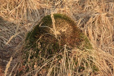 ss_img_0620.jpg