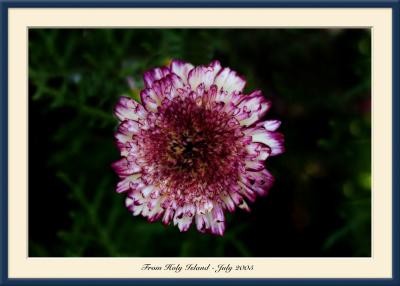 Holy Island Flower