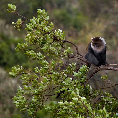 Monkey seen from viewpoint