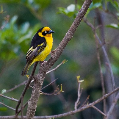 Unidentified yellow bird