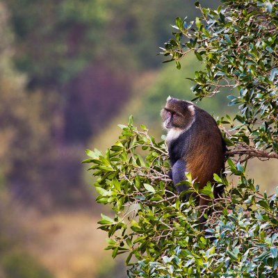 Monkey seen from viewpoint