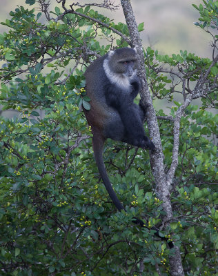 Monkey seen from viewpoint