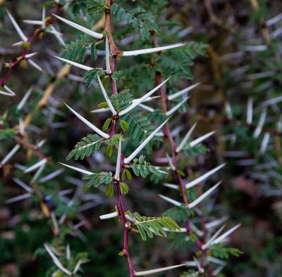 Thorn Bush