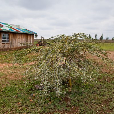 Thorn Bush