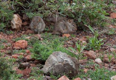 First Glimpse of Wildlife