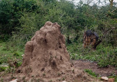 Anthill
