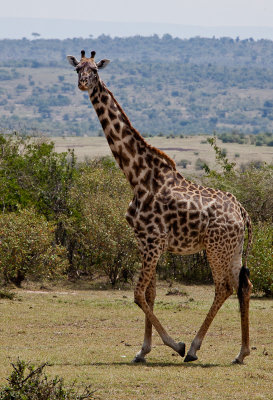 Maasai Mara National Reserve