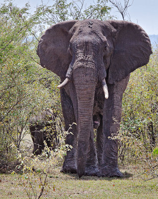 Bull Elephant protecting its young