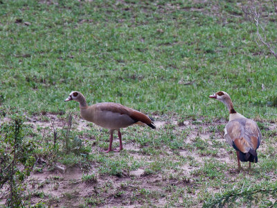 Egyptian Geese