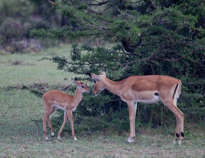 Impalas