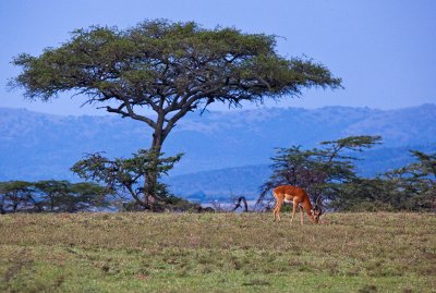 Impala