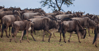 Wildebeests