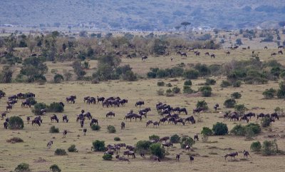 Wildebeests