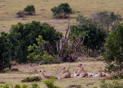 Cheetahs