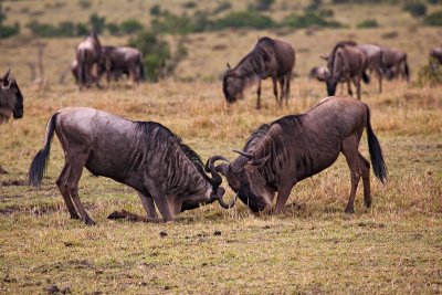 Wildebeests