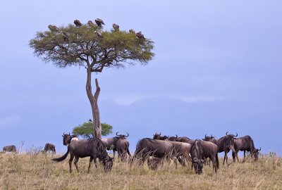 Wildebeests and Vultures