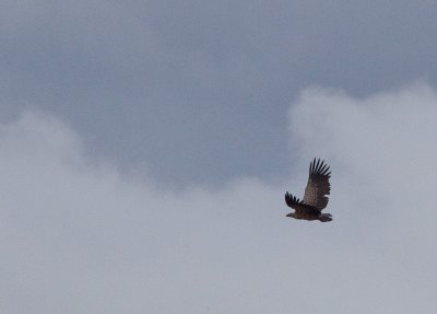 Vulture