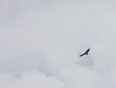 Vulture