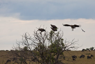 Vultures