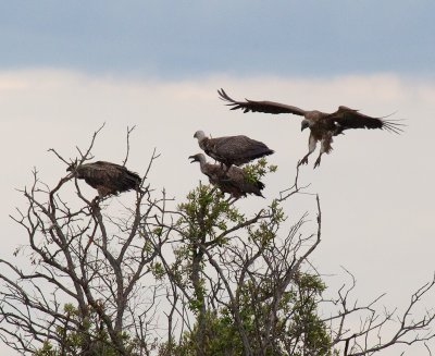 Vultures