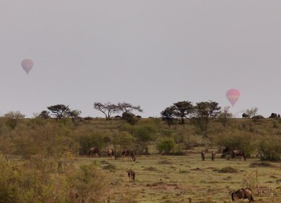 Balloon Safaris and Wildebeest