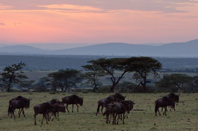 Sunrise and Wildebeests
