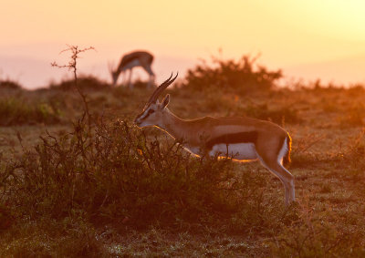 Thompson's Gazelles