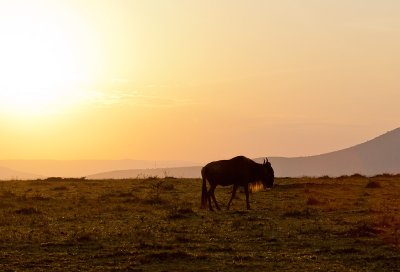 Sunrise and Wildebeest