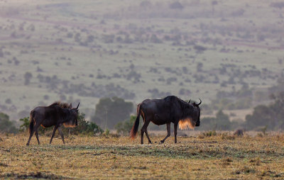 Sunrise and Wildebeests